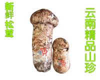 念佳源云南山珍新鲜松茸，产地直发，美味无限，健康